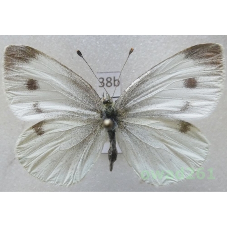 Pieris ergane (Geyer, 1828) Bulgaria38b